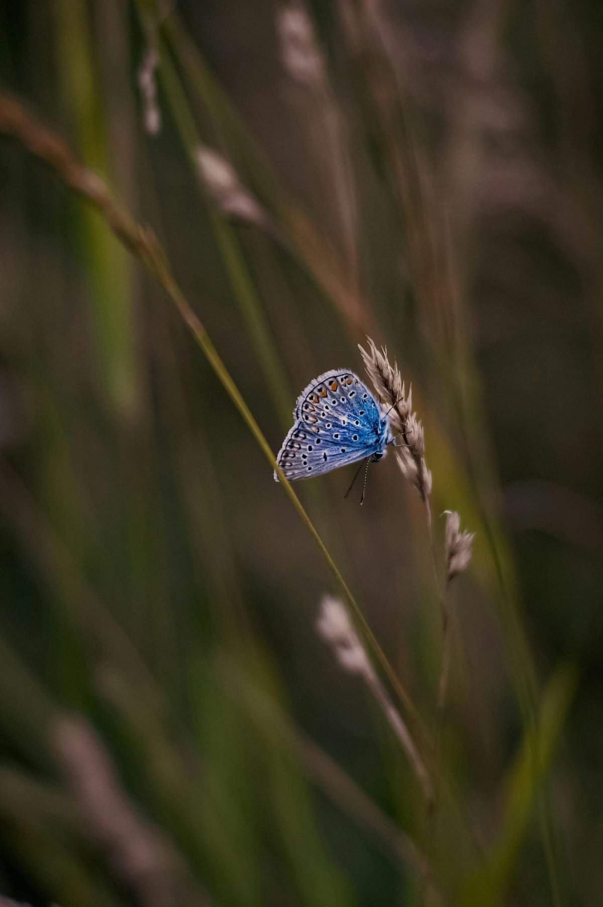 How To Achieve A Cat-eye Effect With False Eyelashes. How To Achieve A Cat-eye Effect With False Eyelashes.