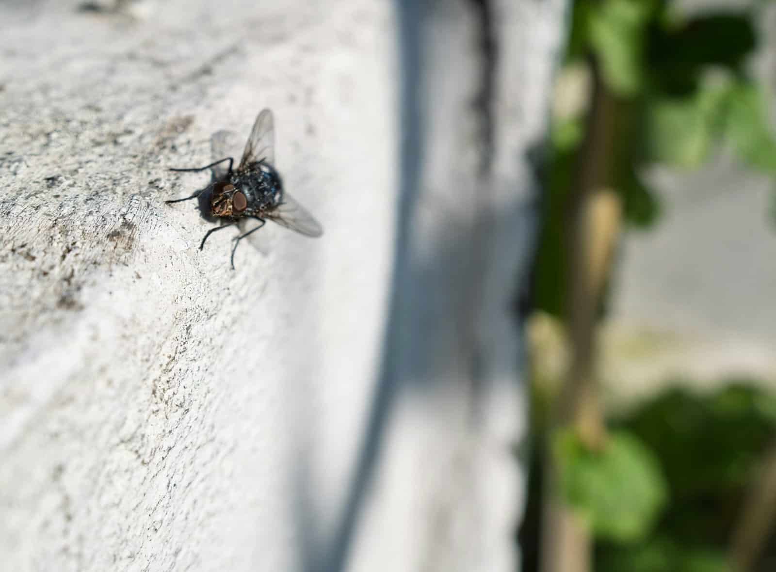 How To Achieve A Cat-eye Effect With False Eyelashes. How To Achieve A Cat-eye Effect With False Eyelashes.