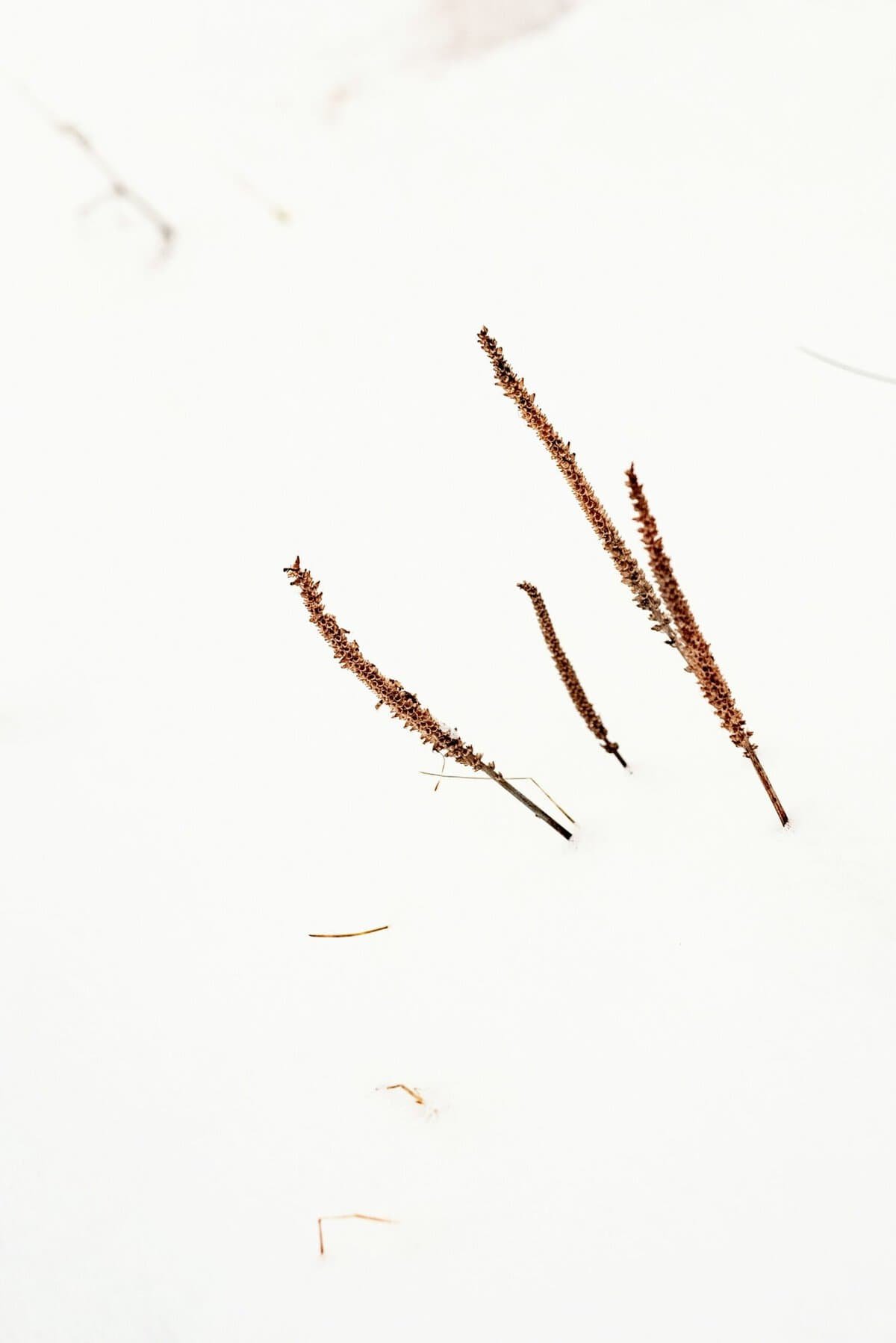 How To Apply Lashes For A Lifted Lash Effect. How To Apply Lashes For A Lifted Lash Effect.